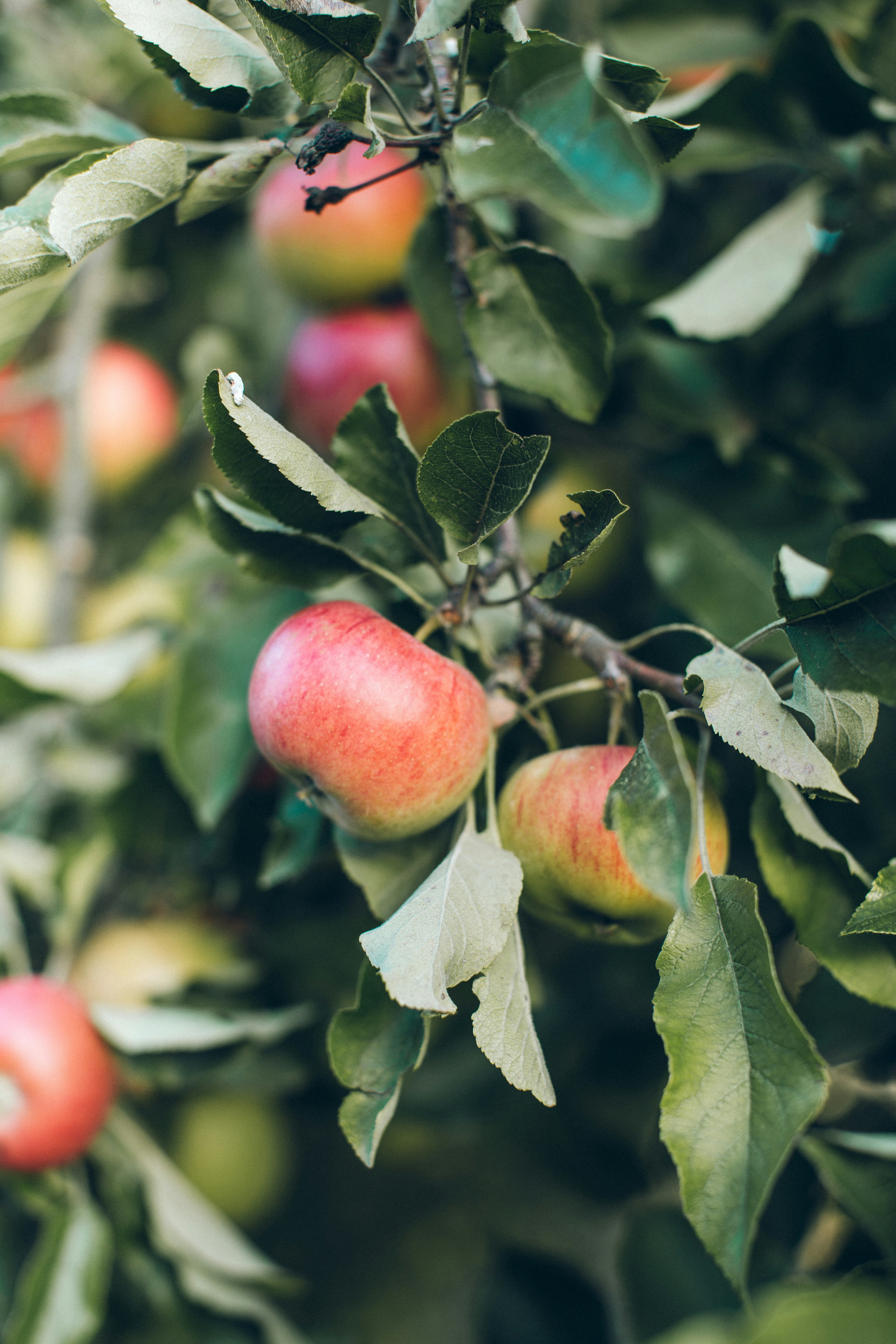 Recipe for The Versatility Of Apple Sauce | Dublin Cookery School