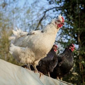 A white hen with a feathered crest and black flecks standing in sunlight on the edge of a shelter, with two dark grey hens behind her and trees in the background. Photo by Erwin Bosman on Unsplash