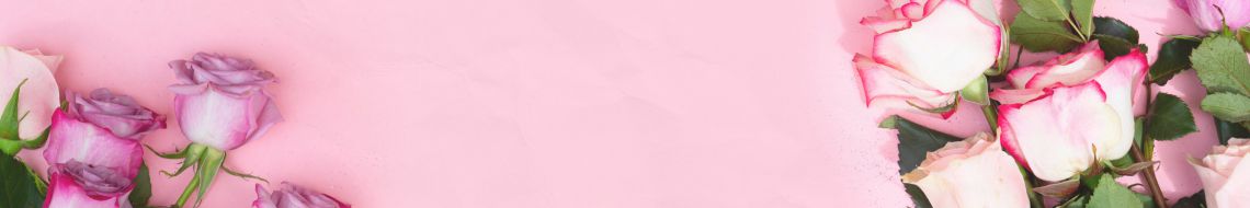 Pink spring roses on a pink background